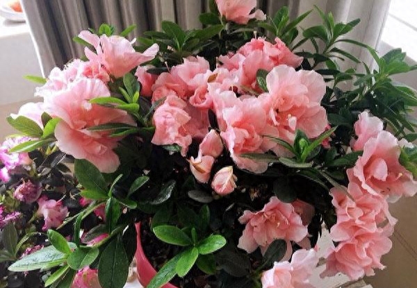 如何养好杜鹃花盆栽