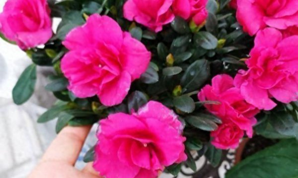 如何养好杜鹃花盆栽