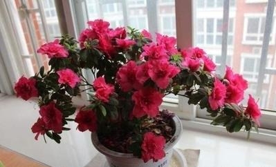 如何养好杜鹃花盆栽