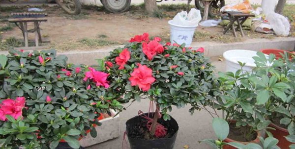 如何养好杜鹃花盆栽
