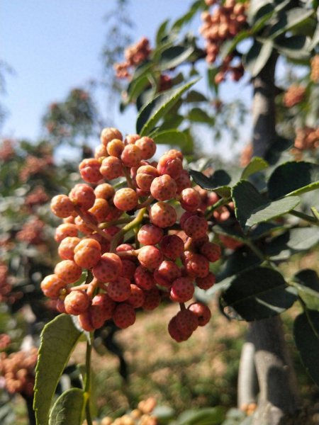 花椒树怎么种才能发芽