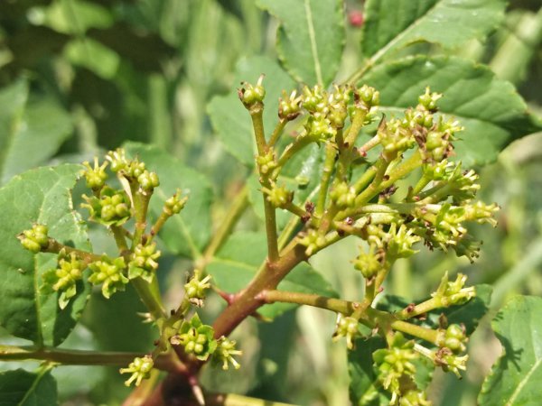 花椒树怎么种才能发芽