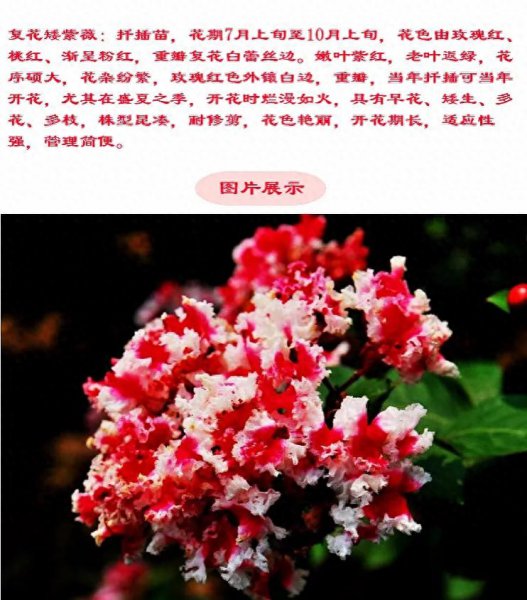 百日红哪个品种最好