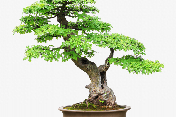 小叶榆树盆景怎么养