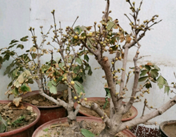 蜡梅盆景怎么养护