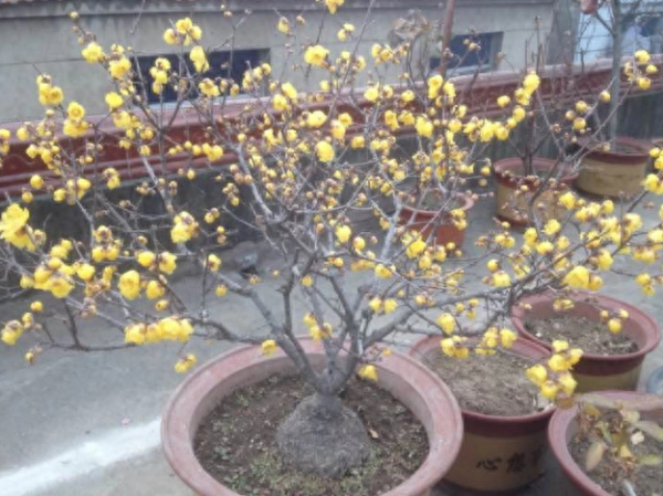 蜡梅盆景怎么养护