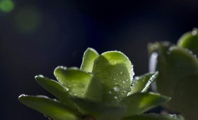 多肉繁殖季节是几月 多肉繁殖方法及时间
