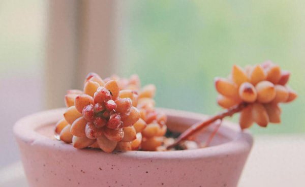 多肉繁殖季节是几月