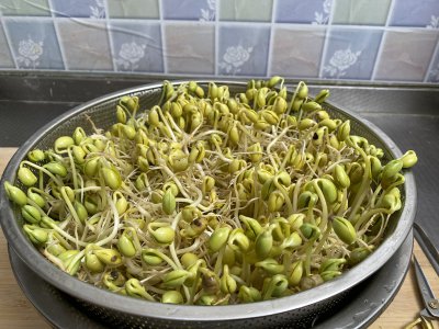 在家自己怎样生黄豆芽 自己生黄豆芽的方法步骤