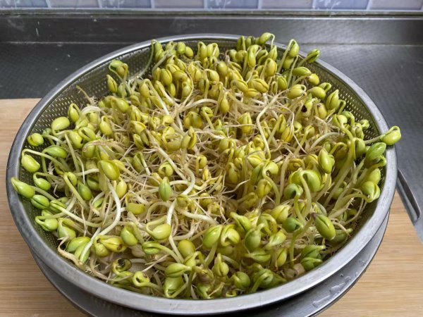 在家自己怎样生黄豆芽