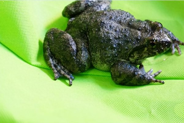 野生动物有哪些种类