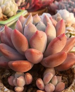 多肉植物图片大全 值得入手的多肉品种推荐
