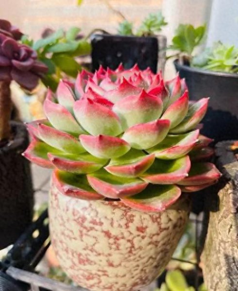 多肉植物图片大全