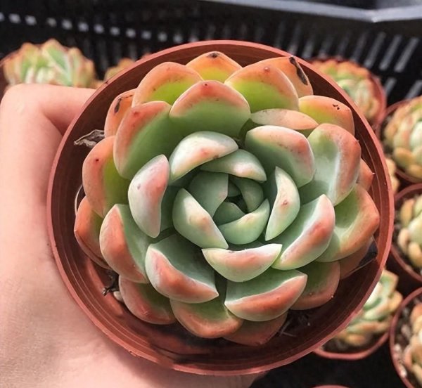 多肉植物图片大全