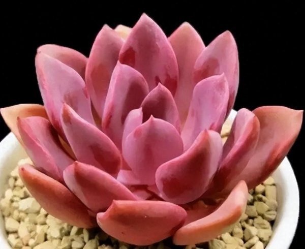 多肉植物图片大全
