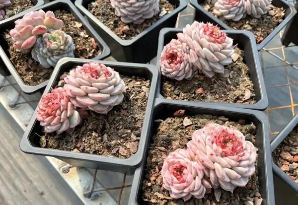 多肉植物图片大全