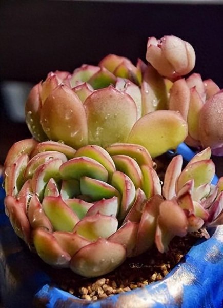 多肉植物图片大全