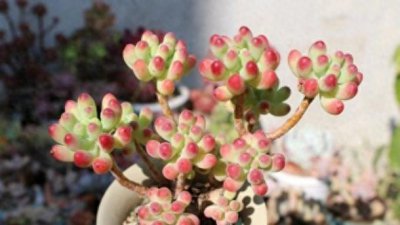 多肉植物怎么养长得好 多肉养肥的小妙招