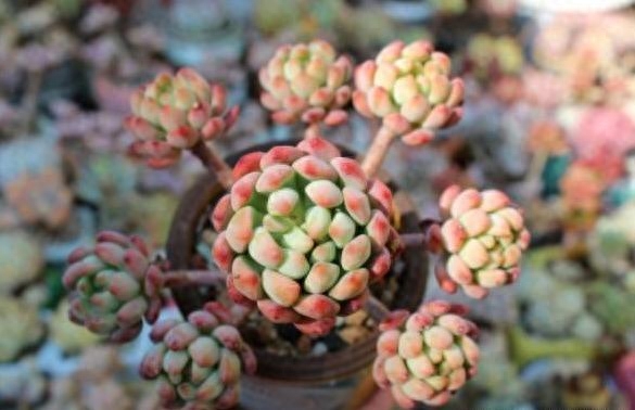 多肉植物怎么养长得好