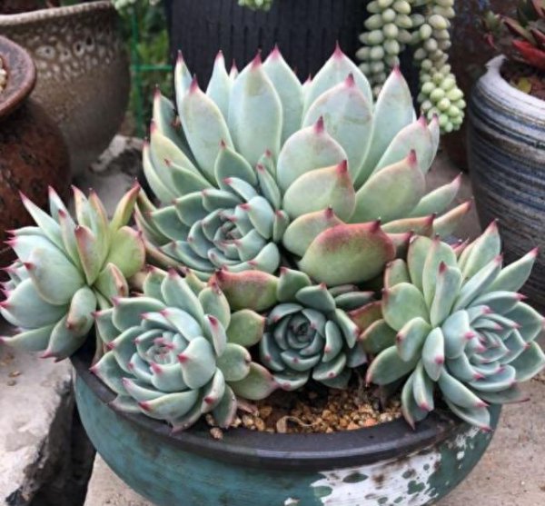 多肉植物怎么养长得好