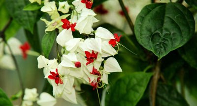 龙吐珠花怎么养才能开花 盆栽龙吐珠花养护知识