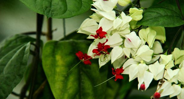 龙吐珠花怎么养才能开花
