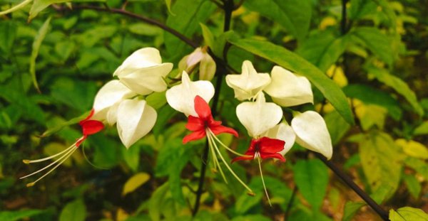 龙吐珠花怎么养才能开花