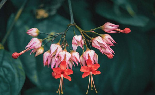 龙吐珠花怎么养才能开花