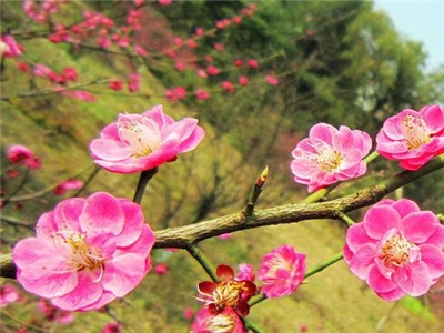 腊梅种子怎么种才能发芽