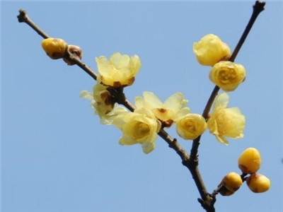 腊梅种子怎么种才能发芽