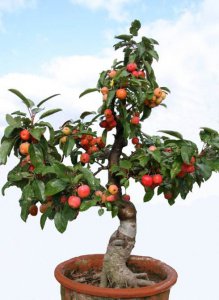 冬红果盆景怎样养 冬红果的种植与养护