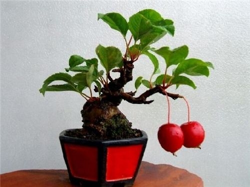 冬红果盆景怎样养