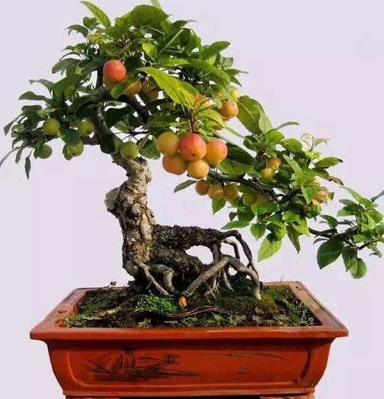 冬红果盆景怎样养