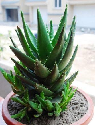如何种植芦荟盆栽