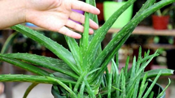 如何种植芦荟盆栽