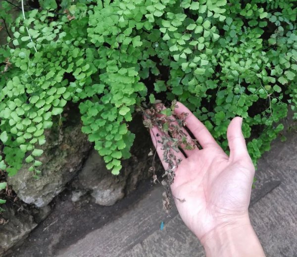 怎样养好铁线蕨