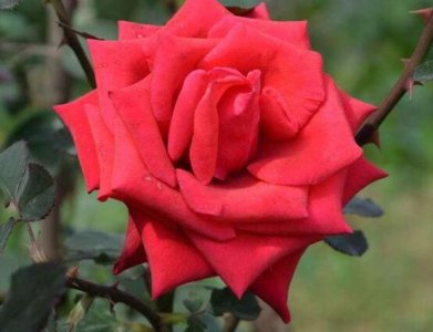 玫瑰花的品种有哪些 玫瑰品种大全介绍