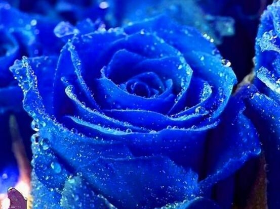 玫瑰花的品种有哪些