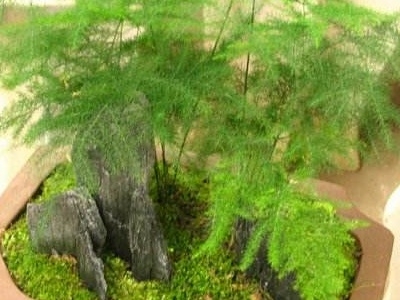 文竹盆景怎么养护