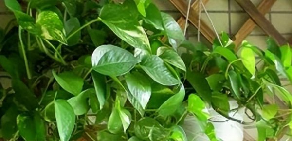 盆栽怎么养才能长得好