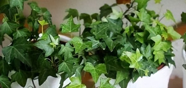 盆栽怎么养才能长得好