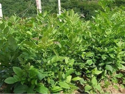 白蜡树种植前景如何