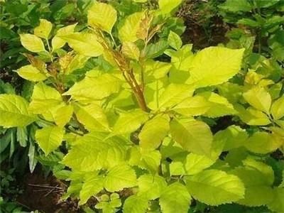 白蜡树种植前景如何