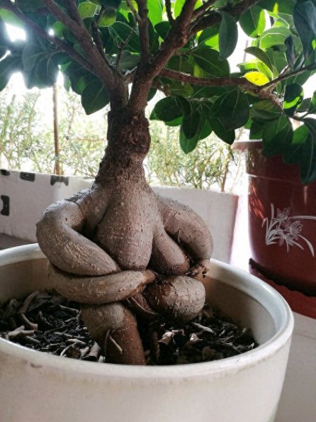 榕树盆栽如何养