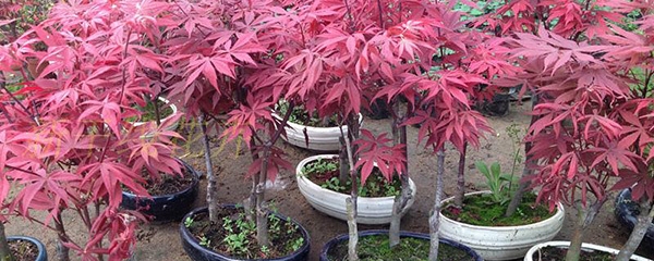 如何种植红枫盆景
