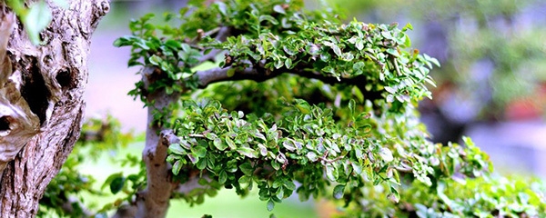 对节白蜡如何养