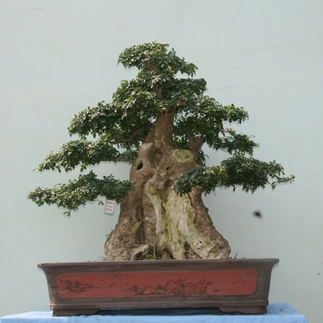 对节白蜡如何养