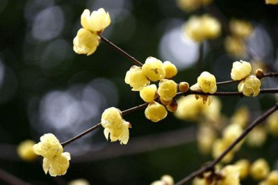 腊梅老桩怎样栽培 家庭盆栽腊梅种植方法