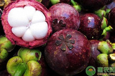 山竹盆栽种植方法 山竹盆栽栽培技术
