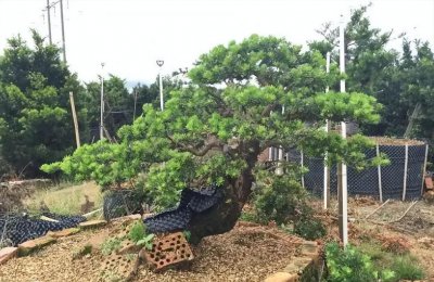 雀舌罗汉松盆景怎么养 雀舌罗汉松养护要点